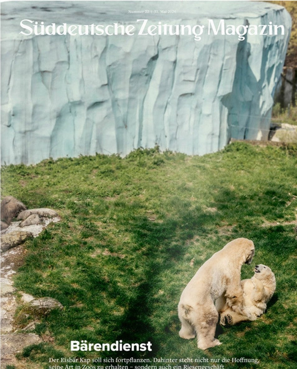 Süddeutsche Zeitung Magazin Deutschland 2024-22 Eisbären Zuchtprogramme Artenschutz