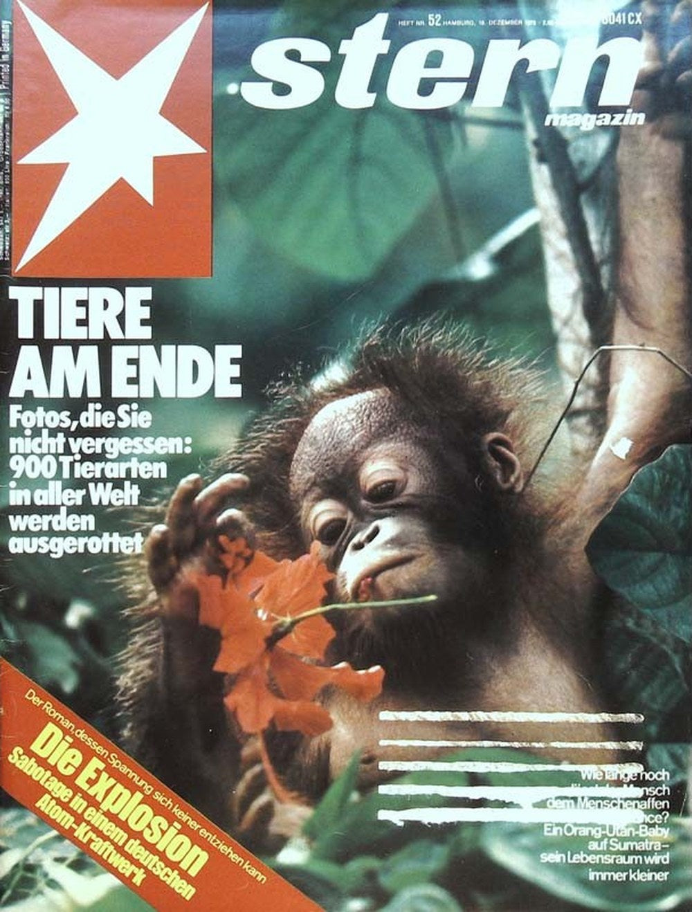 Stern Magazin Deutschland 1975-52 Bedrohte Arten Orang-Utan Sumatra