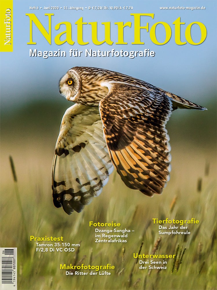 Naturfoto Magazin Deutschland 2020-06 Naturfotografie Sumpfohreule Tierfotografie